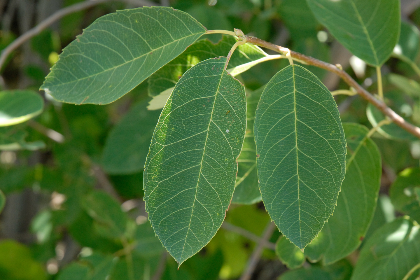 Shadblow Serviceberry